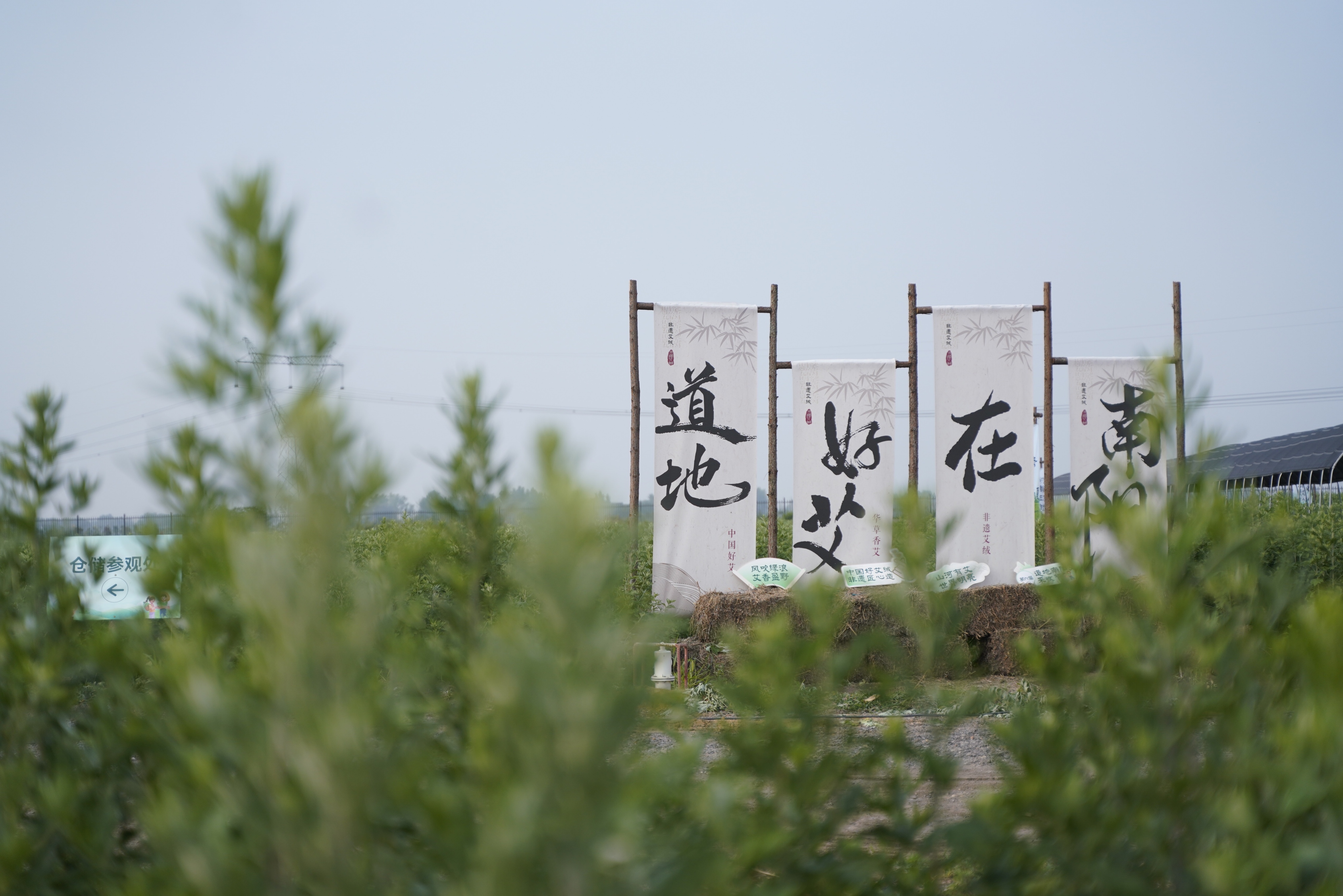  薪火不息 征途如虹 | 2025国医华草年中大事件回顾